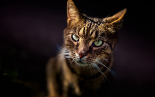 Cat green eyes dark blurry - a cat free wallpaper for desktop