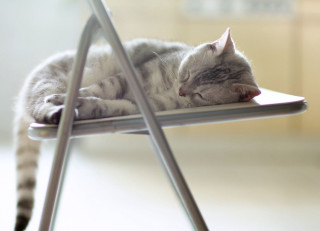 Sleeping cat chair peaceful stilllife - chang daichien free wallpaper