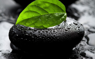Green leaf rock water drops - a green leaf free wallpaper
