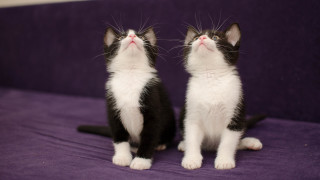 Kittens purple couch blue eyes - their eye free wallpaper