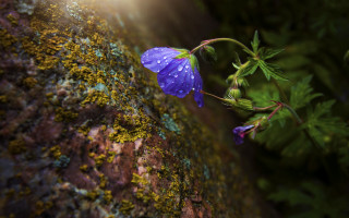 Purple flower mossy rock sunlight - sunlight free wallpaper