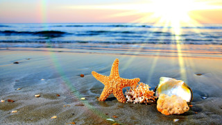 Starfish shell beach sunset ocean - felipe seade free wallpaper
