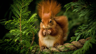 Red squirrel pine cone forest - the branch free wallpaper
