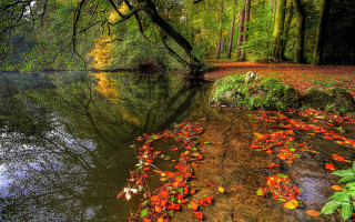 River trees fall leaves forest - the fall season free wallpaper