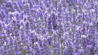 Lavender bee field day purple - a field of lavender free wallpaper