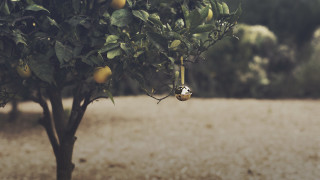 Tree fruit field background shallow - a bunch of fruit free wallpaper