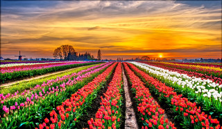 Flower field sunset clouds landscape - a field of flowers free wallpaper