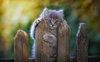 Kitten standing wooden fence paw - his paw free wallpaper