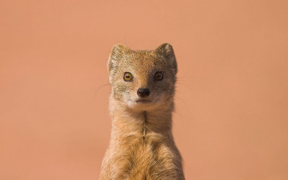 Small animal portrait pink background 2 - a brown wall behind free wallpaper