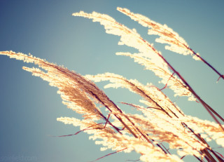 Tall grass blue sky clouds 12 - a blue sky in the background free wallpaper for desktop