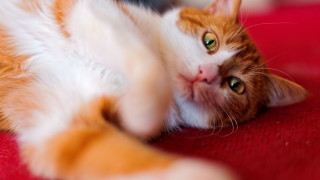 Cat lying back red surface - a red surface free wallpaper
