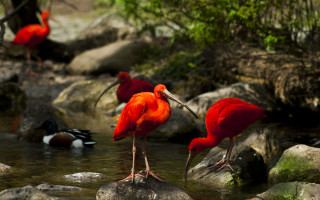 Red birds river rocks trees - top of a river next free wallpaper