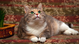 Cat couch basket plant pastel - a basket free wallpaper