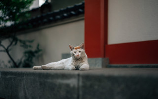 White cat ledge outdoor red - outside free wallpaper