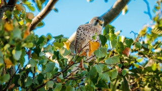 Bird branch leaves blue sky 2 - a branch of a tree free wallpaper
