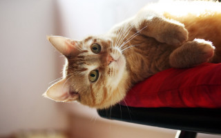 Cat laying chair paw looking - the back of the chair free wallpaper