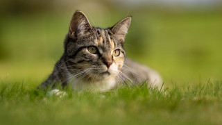 Cat sad grass nature blurry - neoplasticism free wallpaper