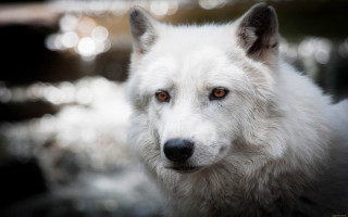 White wolf brown eyes portrait - brown eye free wallpaper