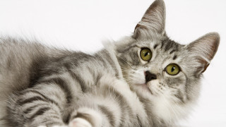 Cat wide eyed laying shiba - grey background free wallpaper
