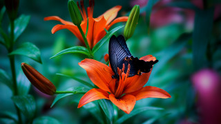 Butterfly flower garden orange green 2 - ann thetis blacker free wallpaper