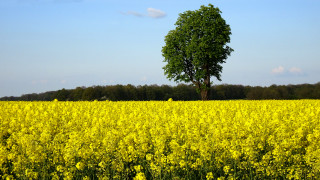 Yellow flowers lone tree blue 2 - a blue sky in the background free wallpaper for desktop