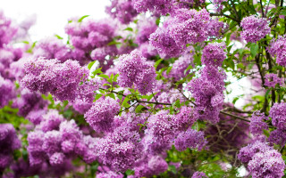 Purple flower branch bloom macro - a bunch free wallpaper