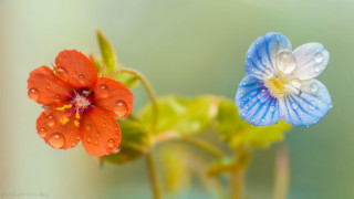 Blue orange flower butterfly macro - the other free wallpaper