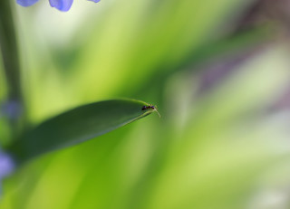 Bug green leafy flowers macro - corneille free wallpaper