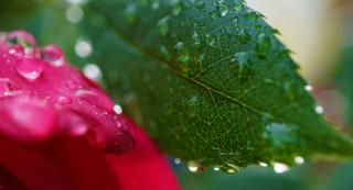 Green leaf water droplets red - a green leaf free wallpaper