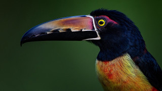 Colorful bird large beak black 2 - a black head free wallpaper