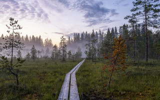 Wooden path foggy field nature - the air above free wallpaper