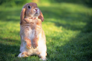 Rabbit heroic sitting blurry nature - heroic free wallpaper