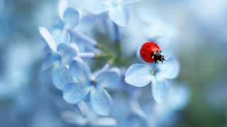 Ladybug blueflower waterdroplets leaves macrophotography - a lady bug free wallpaper