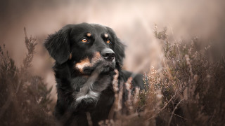 Dog field tallgrass blurry portrait - tall grass free wallpaper