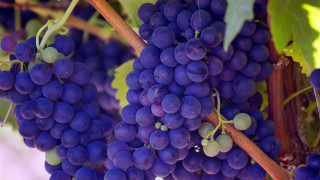 Grapes hanging branch leaves macro - a few green leaf free wallpaper