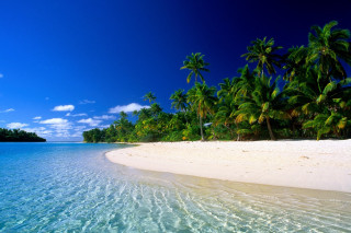 Beach palm trees clear water 14 - clear water free wallpaper