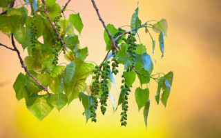 Branch leaves yellow sky nature - a yellow sky in the background free wallpaper