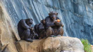 Three chimpankins rock eating water - alex petruk ape free wallpaper