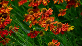 Flower field bee bokeh blurry 2 - a bee free wallpaper