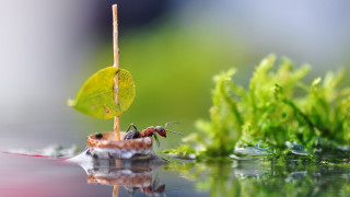 Ants plant water leaf macro - macro art free wallpaper