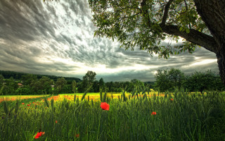 Field tree flowers clouds landscape - impressionist free wallpaper