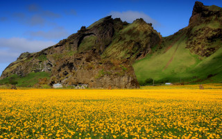 Yellow flowers mountain blue sky 2 - yellow flower free wallpaper