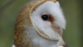 Bird blue eyes nature focus - a blurry background of trees and grass free wallpaper