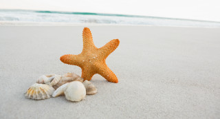 Starfish shells beach ocean waves - photorealistic free wallpaper for desktop