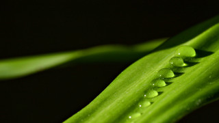Green plant water drops macro 7 - a green plant free wallpaper