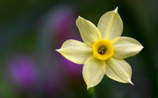 Yellow flower green background purple - a yellow center free wallpaper