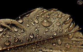 Gold brown water drops black - a close up of a leaf free wallpaper