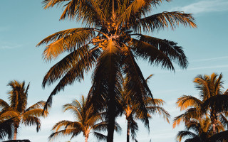 Palm tree blue sky clouds 3 - the sky above free wallpaper