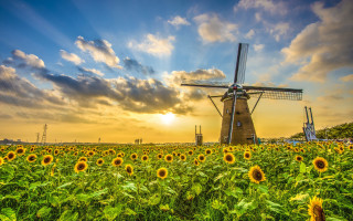 Sunflower field windmill cloudy sky - a windmill in the background free wallpaper