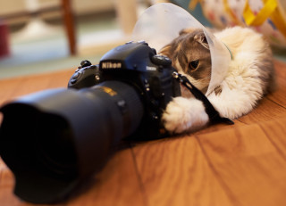 Cat camera plastic bag blurry - plastic free wallpaper